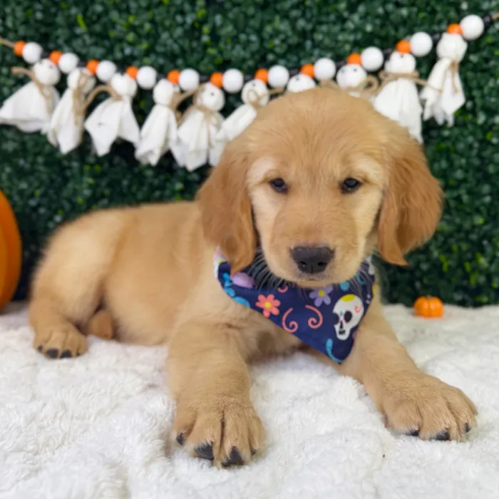 Female Golden Retriever puppy named Mochi for sale at Puppy Dreams - Garland.