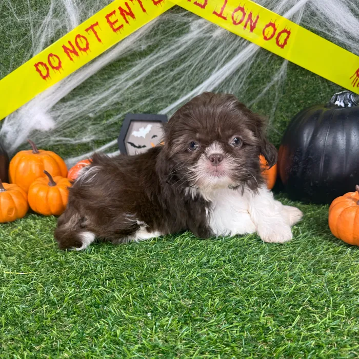 Female Shih Tzu puppy named Clover for sale at Puppy Dreams - Arlington.