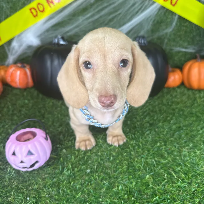 Male Dachshund puppy named Peanut for sale at Puppy Dreams - Arlington.