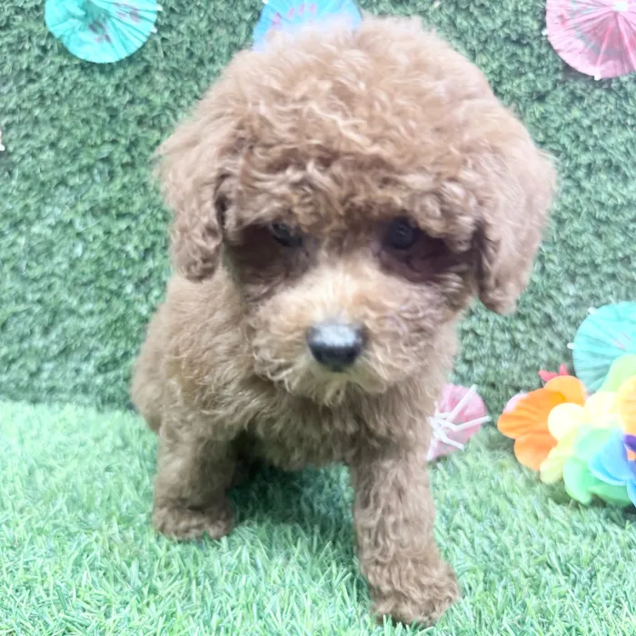 Male Mini Poodle puppy named Bobby for sale at Puppy Dreams - Carrollton.