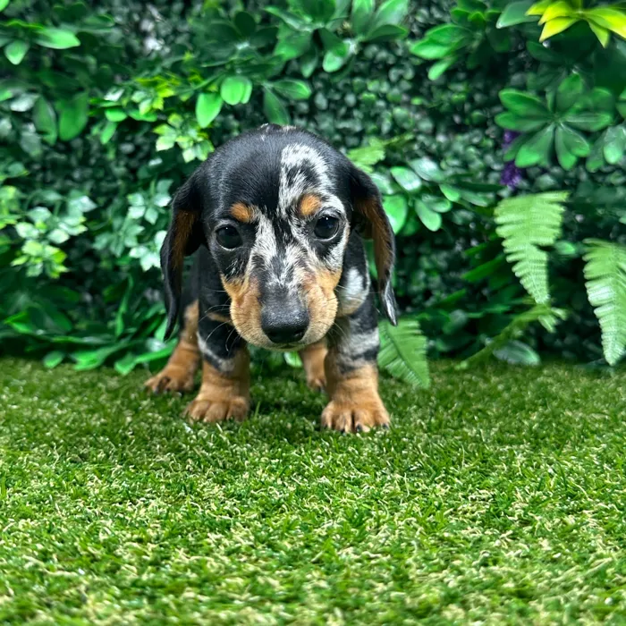 Male Dachshund puppy named Arline for sale at Puppy Dreams - Parks Mall.