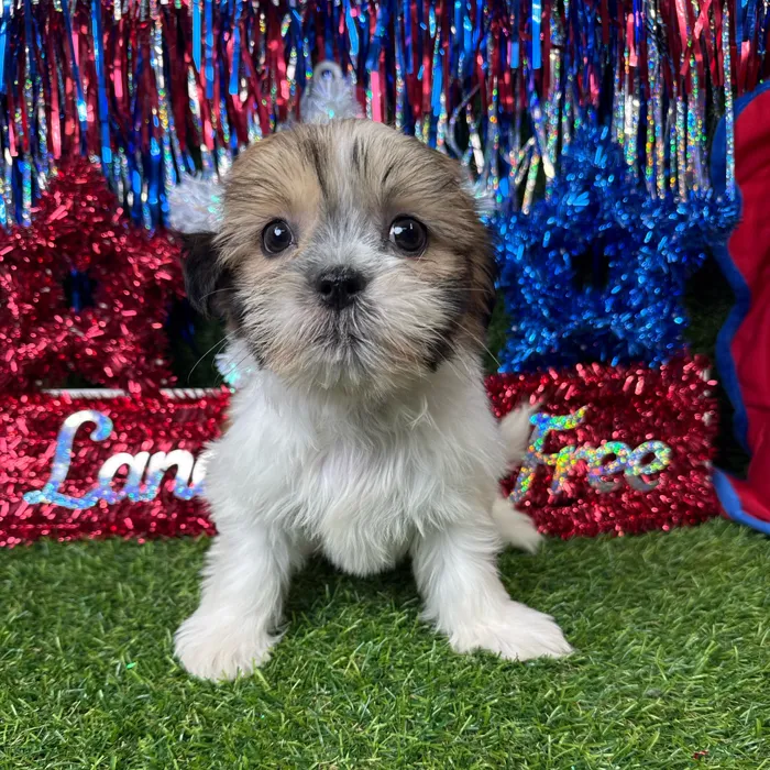 Female Teddy Bear puppy named Mochi for sale at Puppy Dreams - Arlington.
