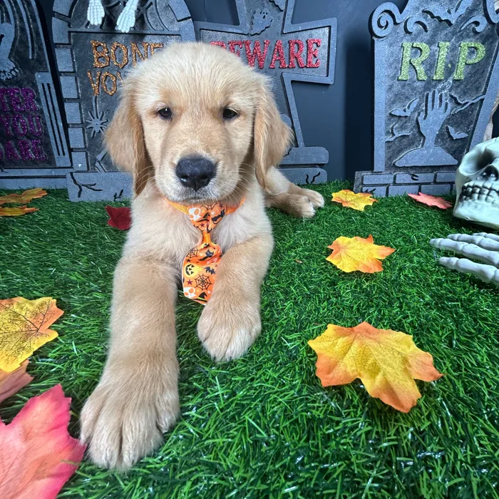Male Golden Retriever puppy named Toffee for sale at Puppy Dreams - Mansfield.