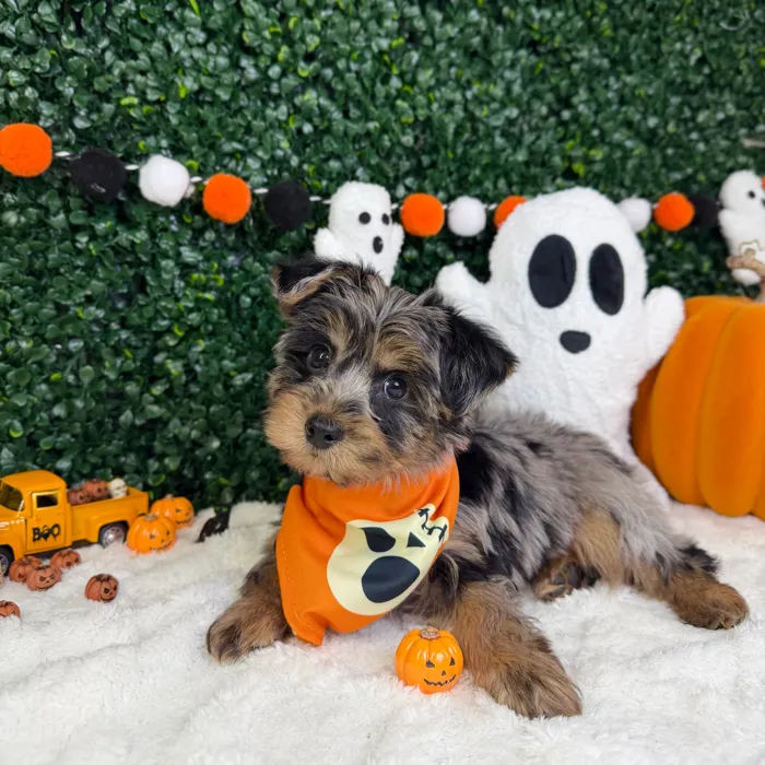 Male Yorkie-Poo puppy named Bently for sale at Puppy Dreams - Garland.