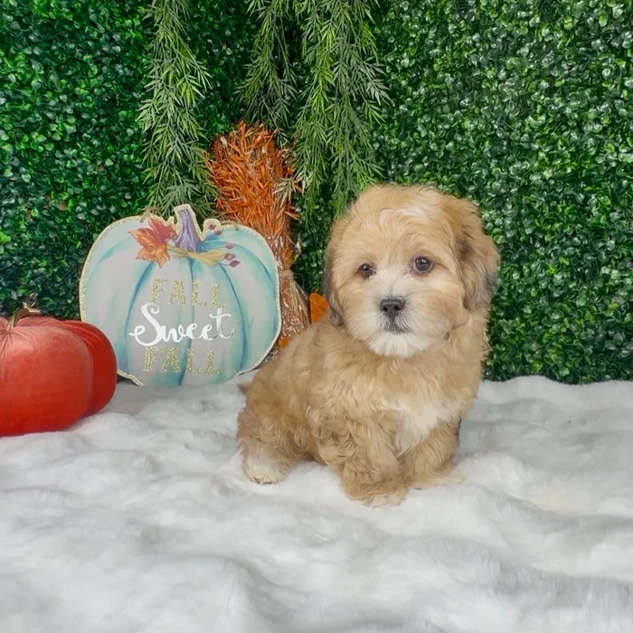 Female Shih Tzu puppy named Maple for sale at Puppy Dreams - Denton.