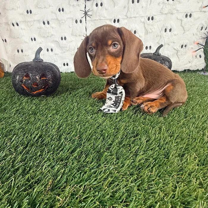 Male Dachshund puppy named Gidget for sale at Puppy Dreams - Carrollton.