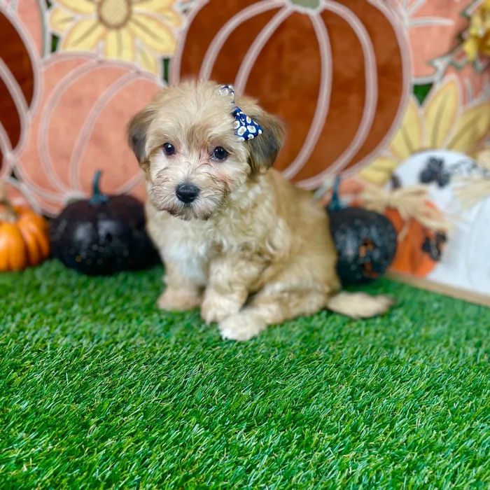 Female Maltipoo puppy named Sophie for sale at Puppy Dreams - Carrollton.