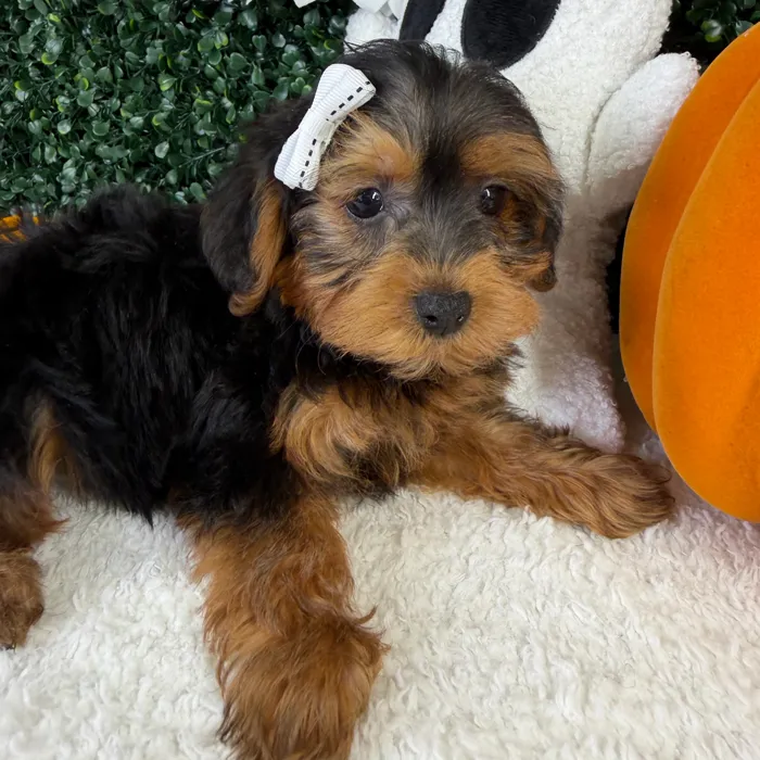 Female Yorkie-Poo puppy named Dolly for sale at Puppy Dreams - Garland.