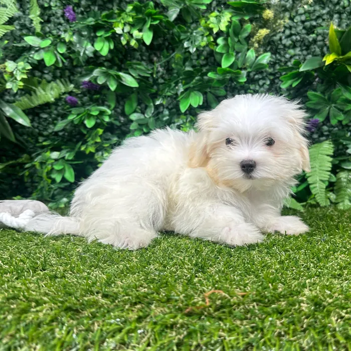 Male Maltese puppy named Chase for sale at Puppy Dreams - Parks Mall.
