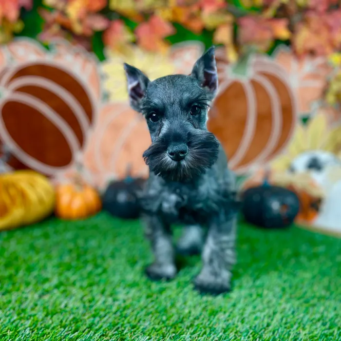 Male Mini Schnauzer puppy named Odin for sale at Puppy Dreams - Carrollton.