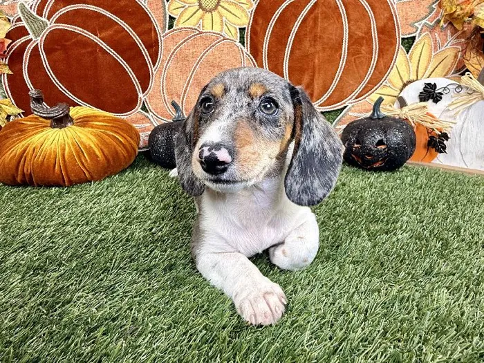 Male Dachshund puppy named Apollo for sale at Puppy Dreams - Carrollton.