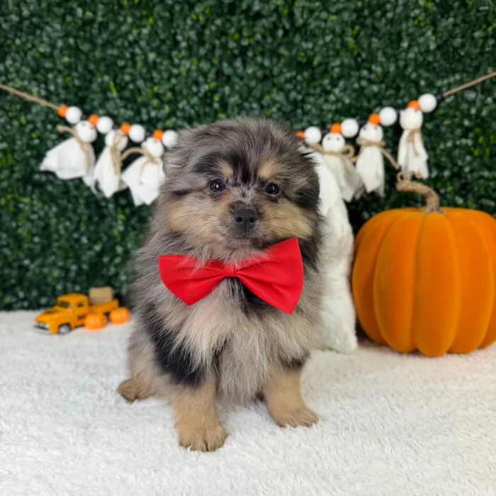 Male Pomeranian puppy named Fuzzy for sale at Puppy Dreams - Garland.