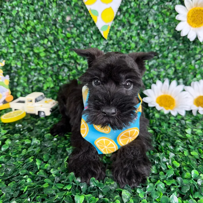 Male Mini Schnauzer puppy named Bruno for sale at Puppy Dreams - North Richland Hills.