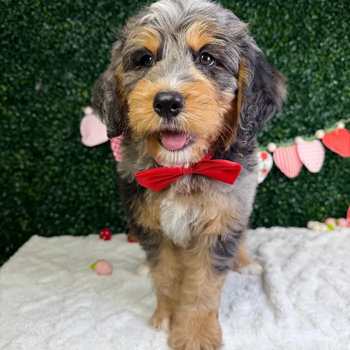 Male Bernedoodle puppy named Ace for sale at Puppy Dreams - Garland.