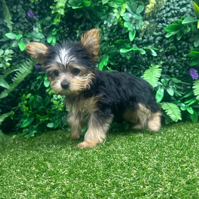 Male Yorkie puppy named Odin for sale at Puppy Dreams - Parks Mall.