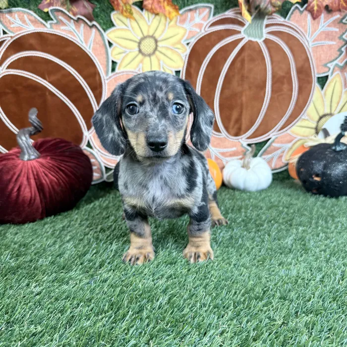 Female Dachshund puppy named Rose for sale at Puppy Dreams - Carrollton.