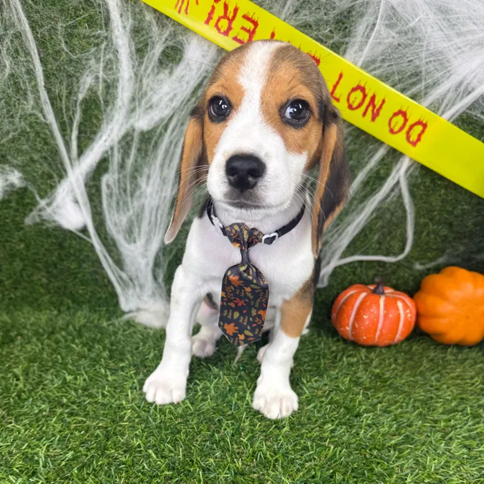 Male Beagle puppy named River for sale at Puppy Dreams - Arlington.