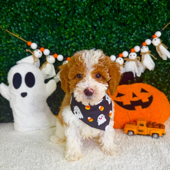 Male Mini Poodle puppy named Trick for sale at Puppy Dreams - Garland.