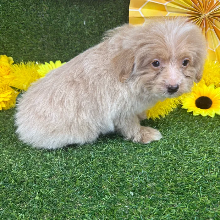 Male Pom-A-Poo puppy named Orange for sale at Puppy Dreams - Arlington.