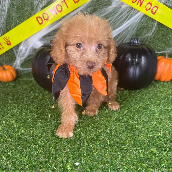 Male Mini Goldendoodle puppy named Jasper for sale at Puppy Dreams - Arlington.