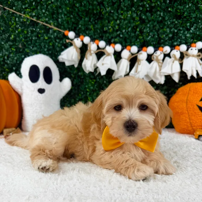 Male Maltipoo puppy named Tiny for sale at Puppy Dreams - Garland.