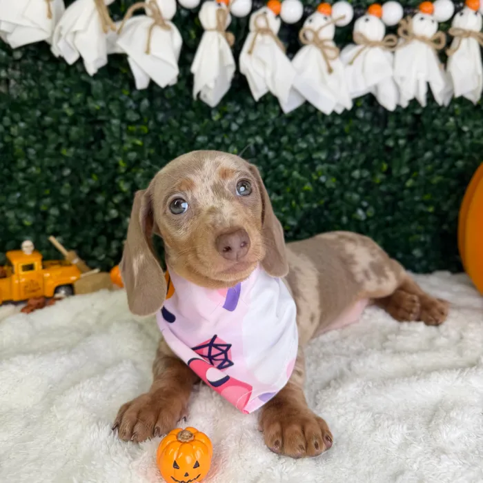 Female Dachshund puppy named Pearl for sale at Puppy Dreams - Garland.