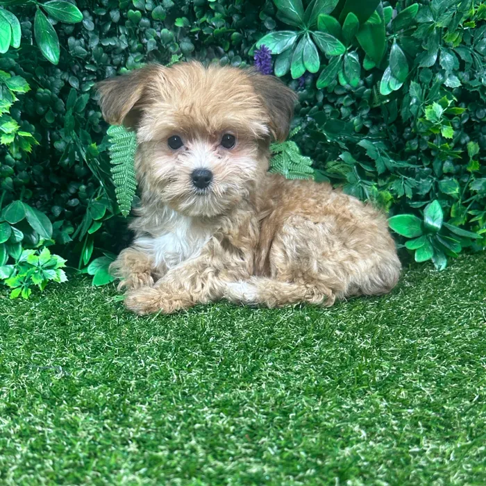 Female Yochon puppy named Willow for sale at Puppy Dreams - Parks Mall.