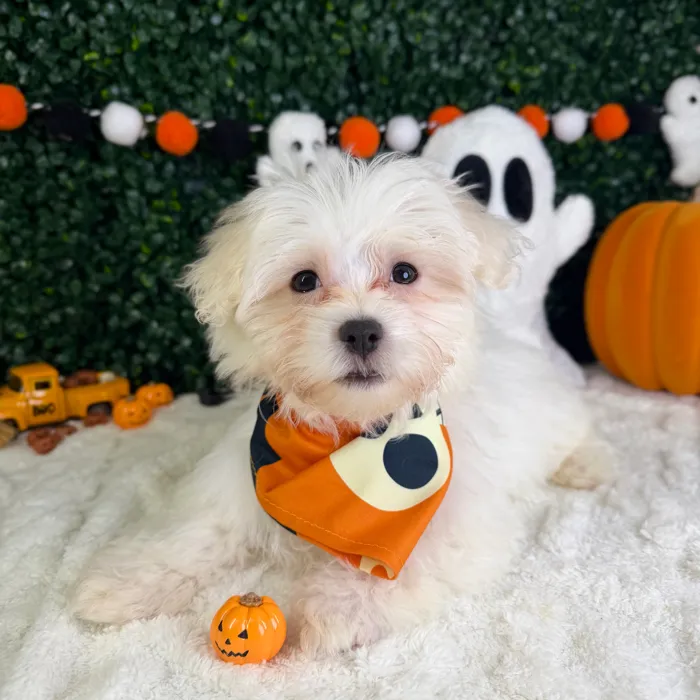 Male Maltese puppy named Theodore for sale at Puppy Dreams - Garland.