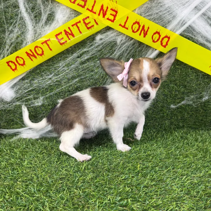 Female Chihuahua puppy named Cheryl for sale at Puppy Dreams - Arlington.