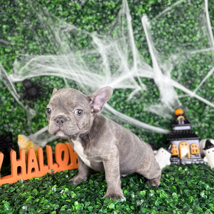 Male French Bulldog puppy named Harley for sale at Puppy Dreams - North Richland Hills.