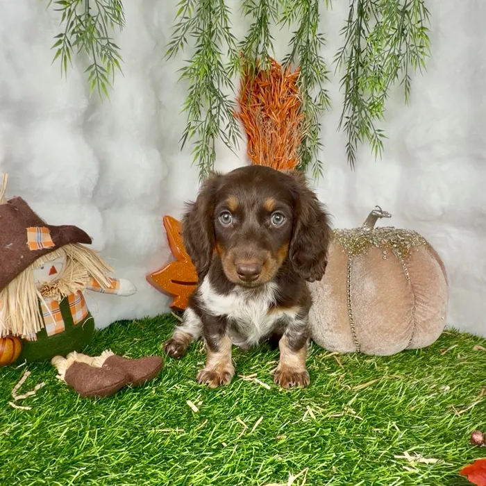 Male Dachshund puppy named Phineas for sale at Puppy Dreams - Denton.