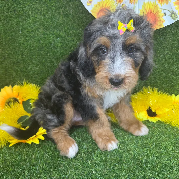 Female Bernedoodle puppy named Autumn for sale at Puppy Dreams - Arlington.