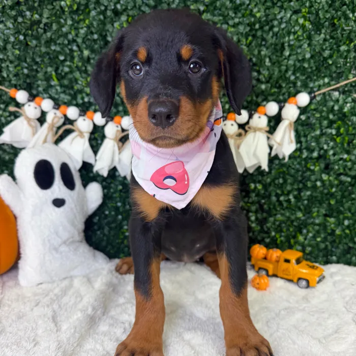 Female Rottweiler puppy named Rosie for sale at Puppy Dreams - Garland.