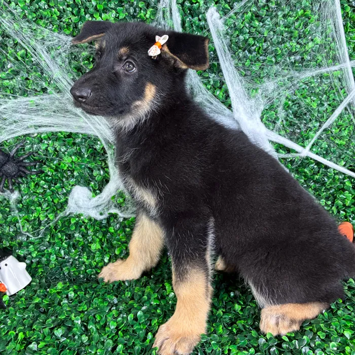 Female German Shepherd puppy named Vickie for sale at Puppy Dreams - North Richland Hills.
