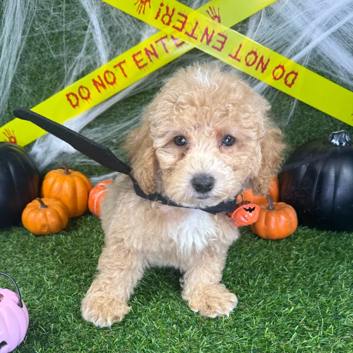 Male Bichon-Poodle puppy named Ziggy for sale at Puppy Dreams - Arlington.