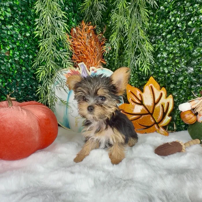 Female Yorkie puppy named Boo for sale at Puppy Dreams - Denton.