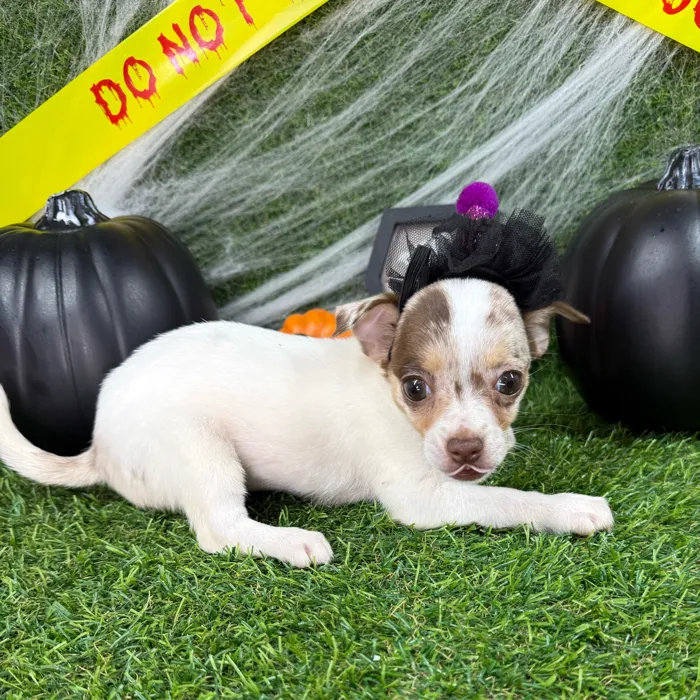 Female Chihuahua puppy named Boo for sale at Puppy Dreams - Arlington.