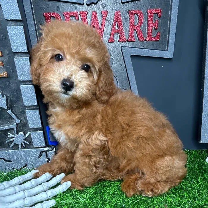 Female Cockapoo puppy named *Abigail* for sale at Puppy Dreams - Mansfield.