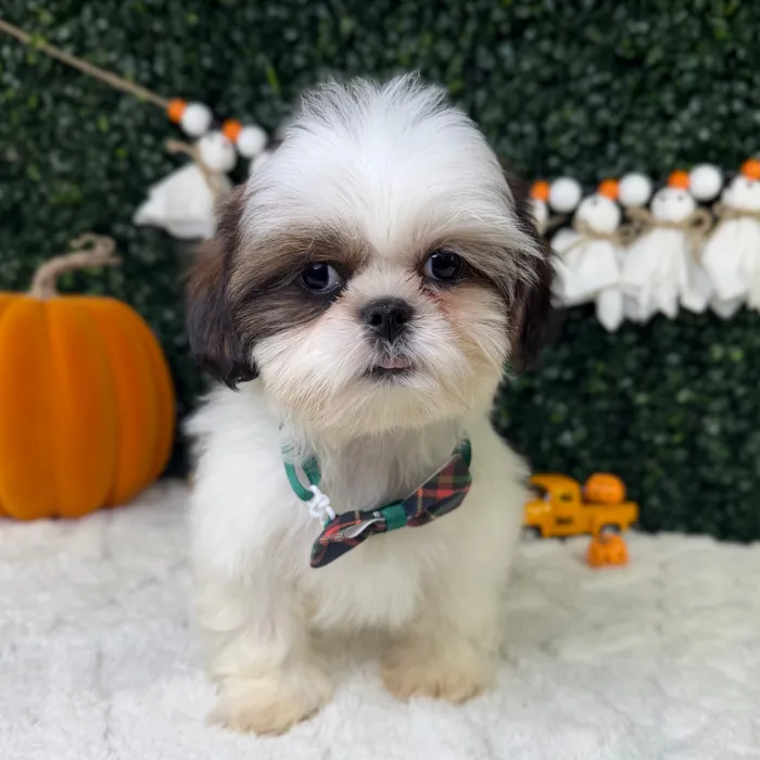 Male Shih Tzu puppy named Mr.Fluffy for sale at Puppy Dreams - Garland.