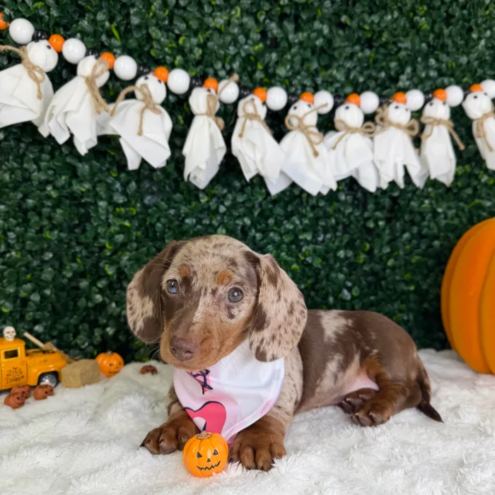 Female Dachshund puppy named Cleo for sale at Puppy Dreams - Garland.