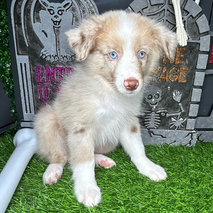 Male Mini Aussie puppy named *Art* for sale at Puppy Dreams - Mansfield.