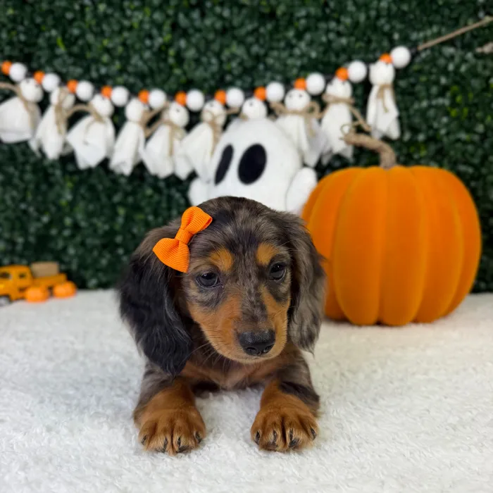 Female Dachshund puppy named Petal for sale at Puppy Dreams - Garland.