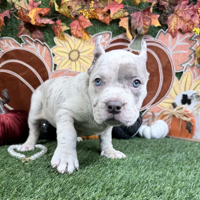 Female American Bully puppy named Vixen for sale at Puppy Dreams - Carrollton.