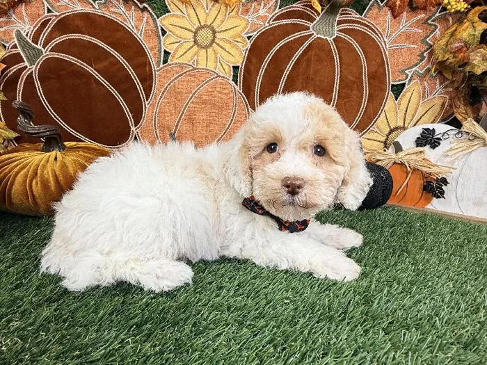 Male Cavapoo puppy named Finn for sale at Puppy Dreams - Carrollton.