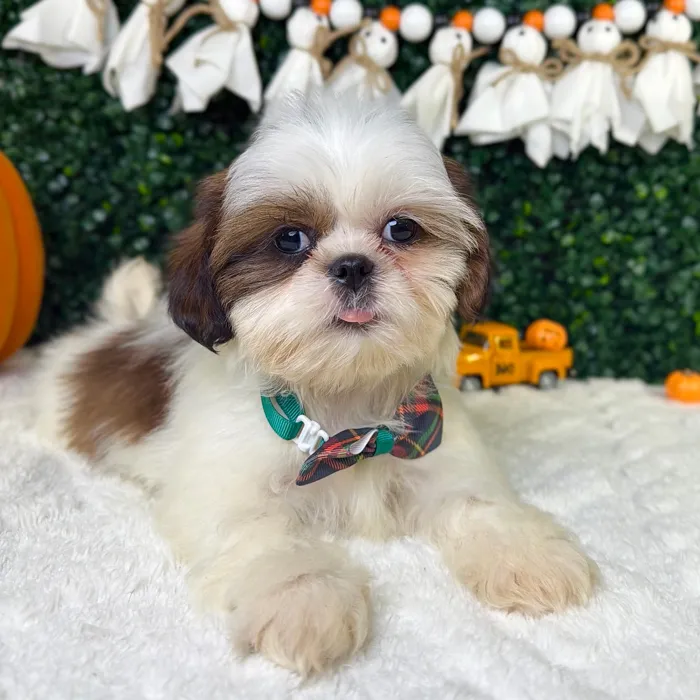 Male Shih Tzu puppy named Mr.Fluffy for sale at Puppy Dreams - Garland.
