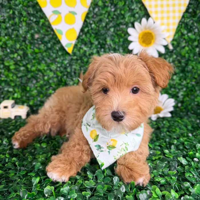 Male Maltipoo puppy named Enzo for sale at Puppy Dreams - North Richland Hills.