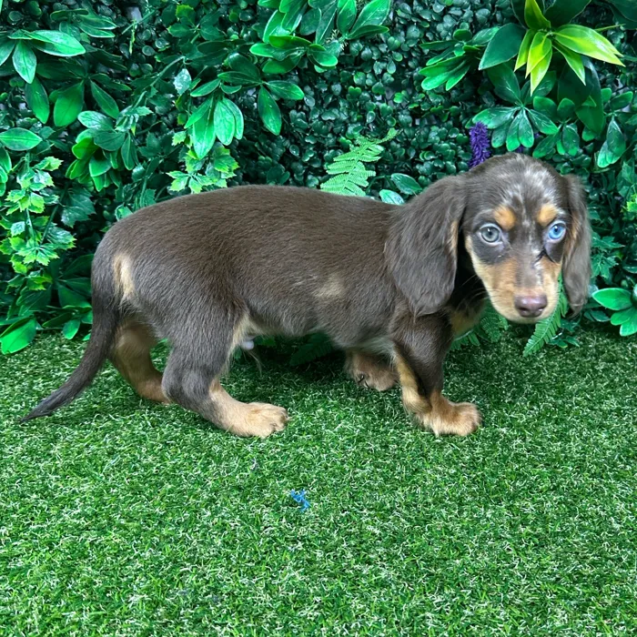 Male Dachshund puppy named Woody for sale at Puppy Dreams - Parks Mall.