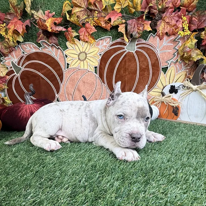 Female American Bully puppy named Vixen for sale at Puppy Dreams - Carrollton.