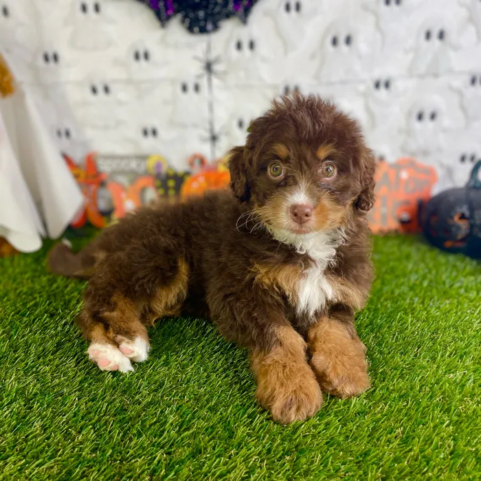 Female Bernedoodle Mini puppy named Sage for sale at Puppy Dreams - Carrollton.