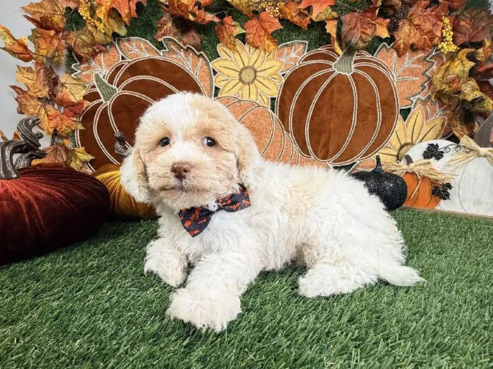 Male Cavapoo puppy named Finn for sale at Puppy Dreams - Carrollton.